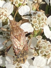 Stictopleurus