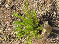 Felicia filifolia