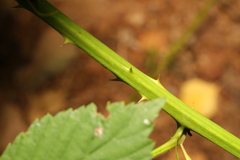Rubus tuberculatus