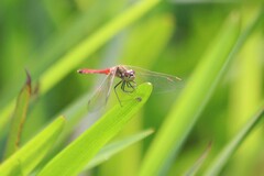 Sympetrum depressiusculum