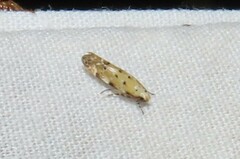 Coleotechnites apicitripunctella