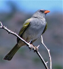 Embernagra platensis