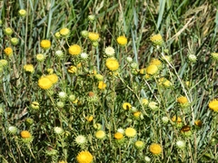 Grindelia squarrosa