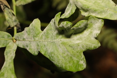 Erysiphe alphitoides