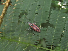 Naupactus rivulosus