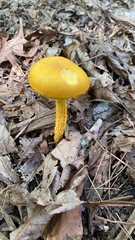 Aureoboletus betula