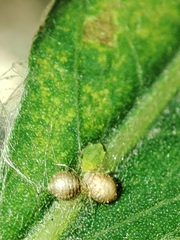 Cavariella aegopodii