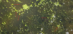 Spirodela polyrhiza