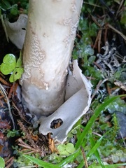 Amanita submembranacea