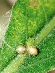 Cavariella aegopodii