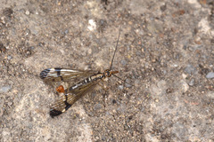 Panorpidae