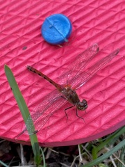 Sympetrum obtrusum