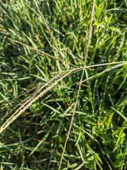 Digitaria ciliaris