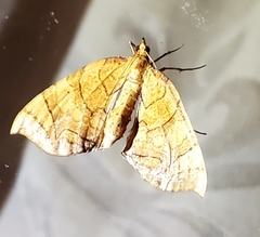 Eulithis diversilineata