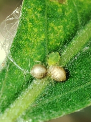 Cavariella aegopodii