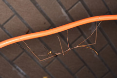Phasmatinae