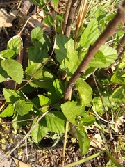 Grewia flavescens