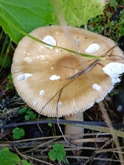 Amanita submembranacea