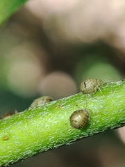 Cavariella aegopodii