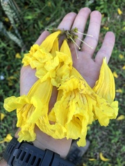 Handroanthus umbellatus