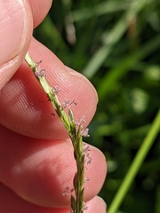 Digitaria ciliaris