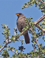 Embernagra platensis