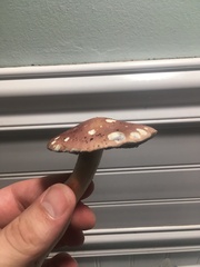 Fungi
