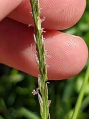 Digitaria ciliaris