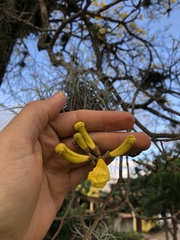 Handroanthus umbellatus