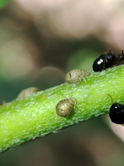 Cavariella aegopodii