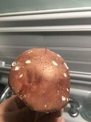 Fungi