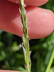 Digitaria ciliaris