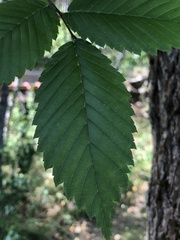 Ulmus laevis