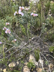 Lobostemon fruticosus