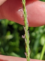 Digitaria ciliaris