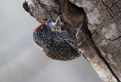 Picumnus albosquamatus