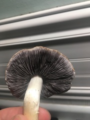 Fungi