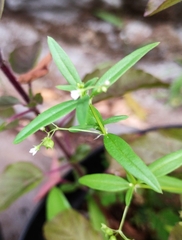 Oldenlandia corymbosa