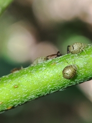 Cavariella aegopodii