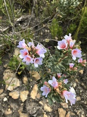 Lobostemon fruticosus
