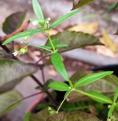 Oldenlandia corymbosa
