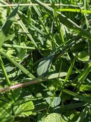 Digitaria ciliaris
