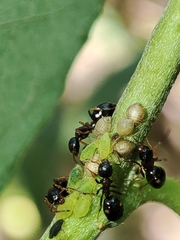 Cavariella aegopodii