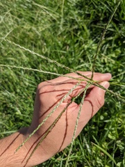 Digitaria ciliaris