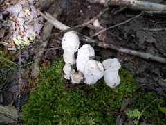 Hypomyces hyalinus