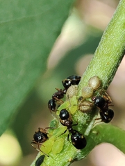 Cavariella aegopodii