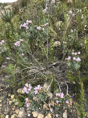 Lobostemon fruticosus