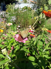 Argynnis pandora