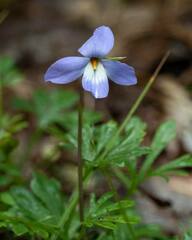 Viola pedata