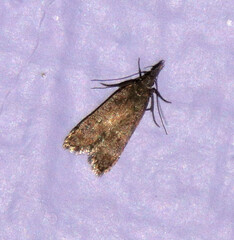 Dichomeris punctipennella